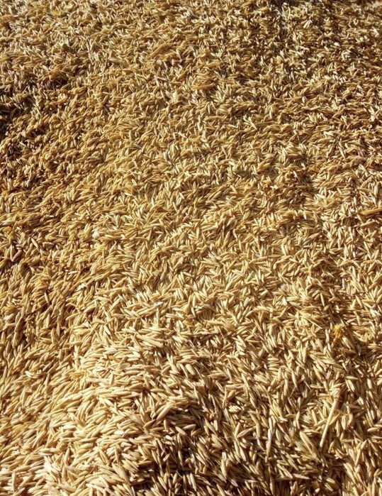 Ovăz producție 2025