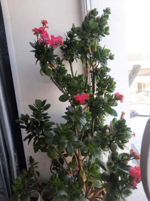 Продам комнатные цветы разные