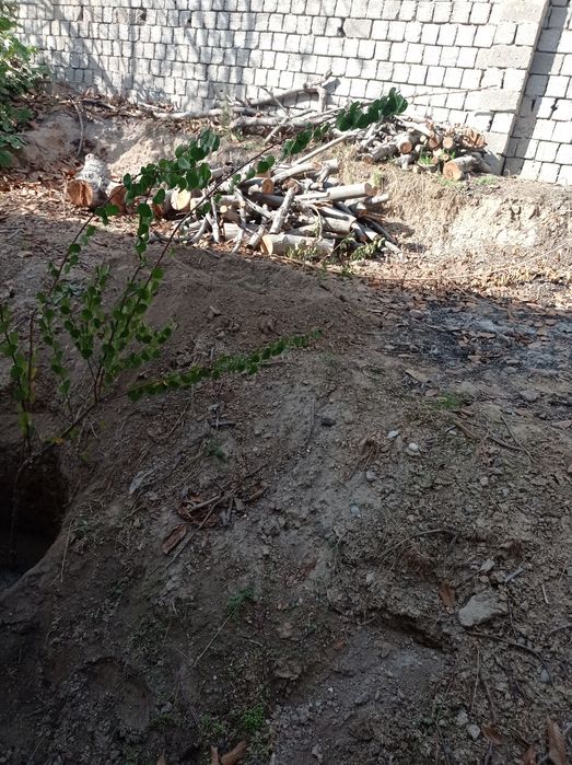 Otin tosinla hammasi 5mln tayyor kesilgan