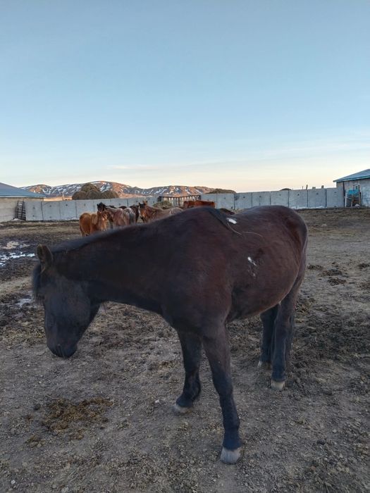 Мынгы былетын Ат