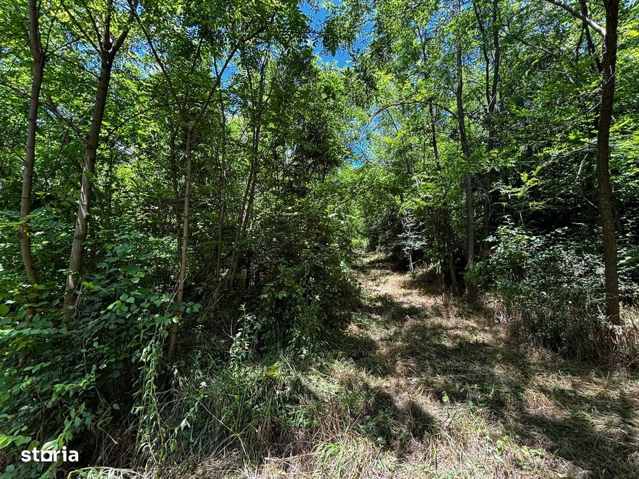 Teren Padure 6857 mp. intravilan Com Bujoreni-Valcea