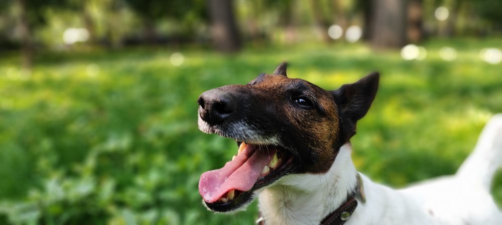 Гладкошёрстный фокстерьер. Вязка!