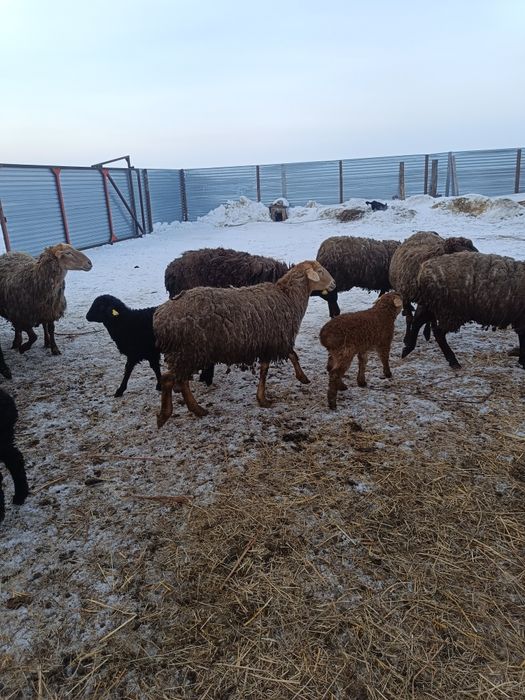 Продам крупных овцематок на племя