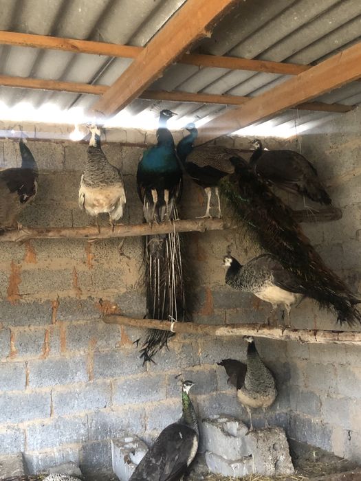 Павлиндер сатылады