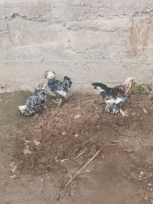 Karski yapochla sotladi