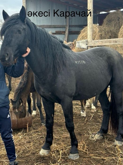 жабагылар сатылады