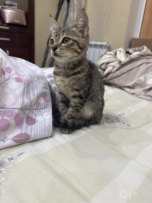 Котёнок ищет дом