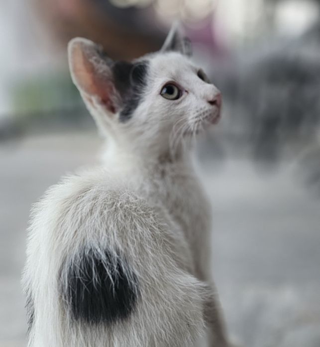Adopție pisicuțe