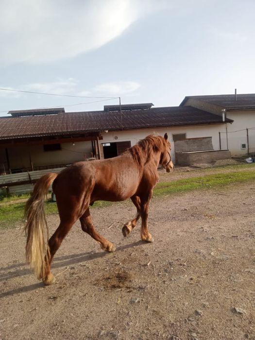 Лошадь лошадьььь