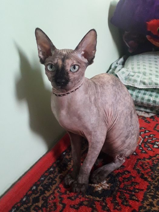 Сфинкс                         .