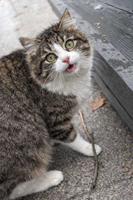 Feli - pisica "vorbăreaţă"