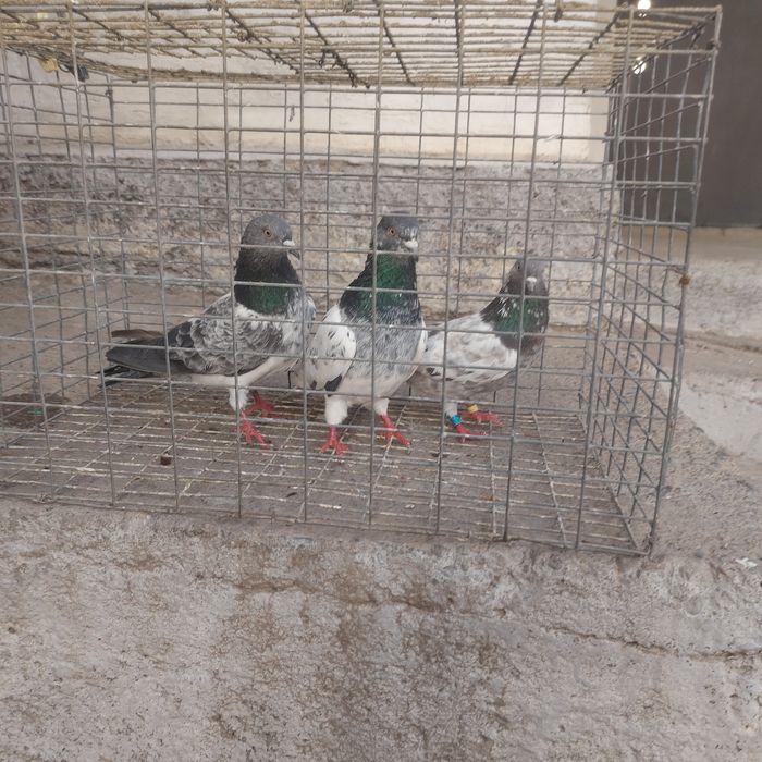 Пакистанцы  летные  с игрой