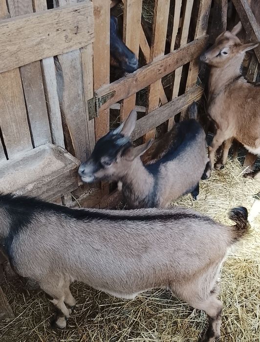 Vând  o iedita și 2iezi alpini francezi