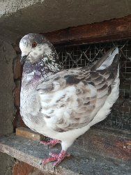 Американски Кинг