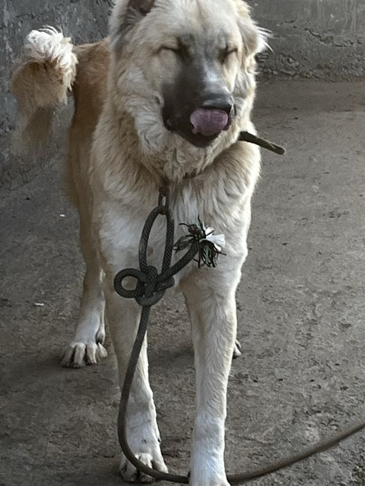 Скбака ит тобет