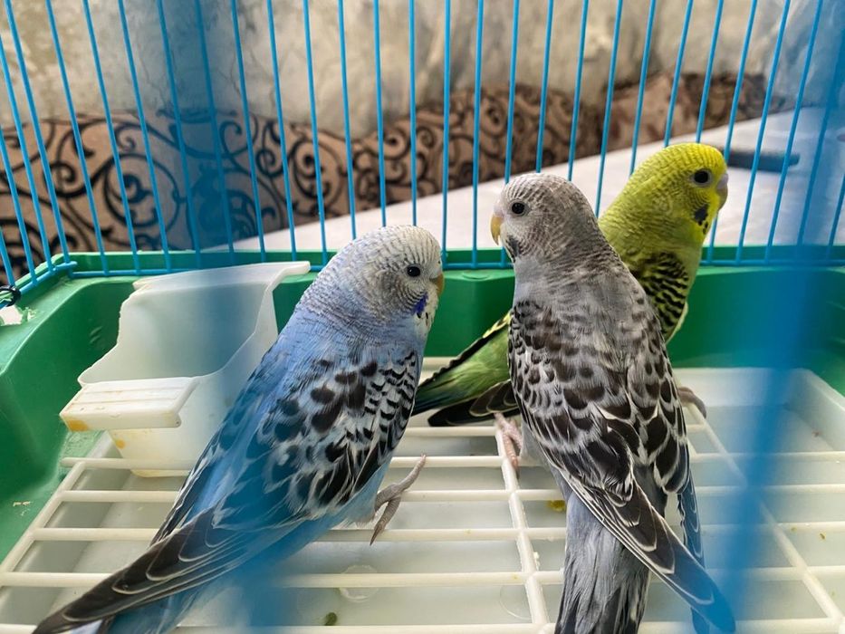 Продам волнистых попугаев