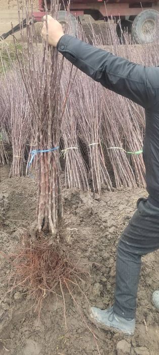 Яблоня м 106    .