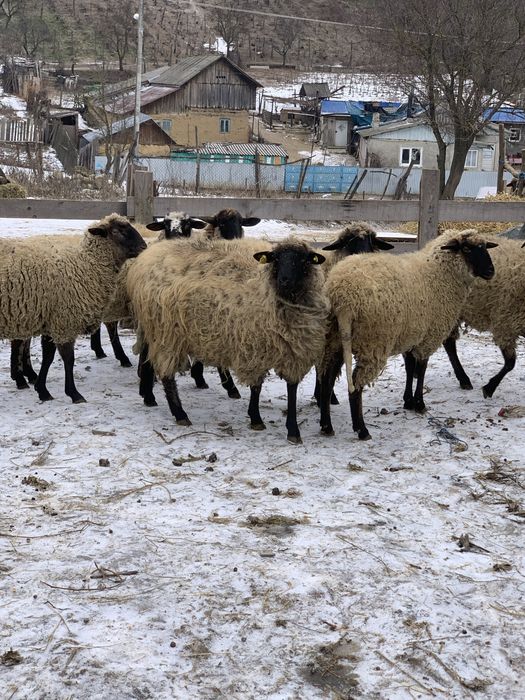 Vand 8 carlane de tinut sau de taiat