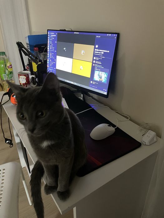 Отдам котенка бесплатно