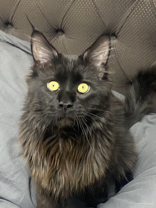 Мейн-Кун ищет красивую невесту к себе домой!