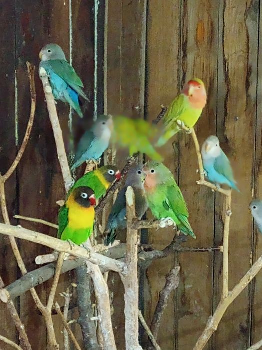Pui de papagal agapornis