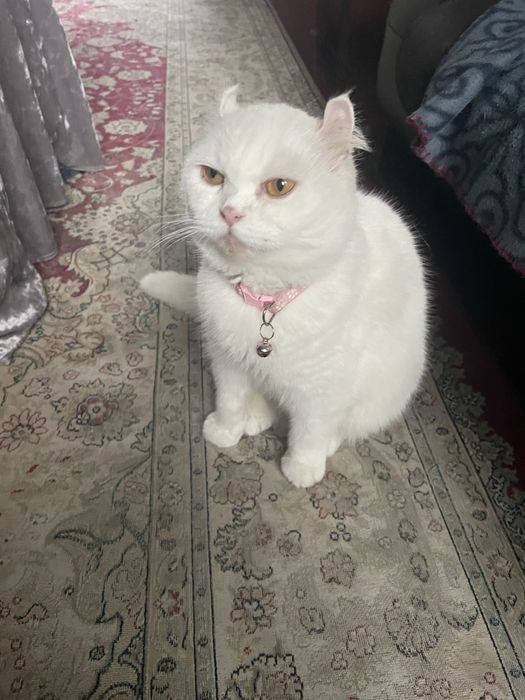 Девочка вислоухий Мэйн Кун