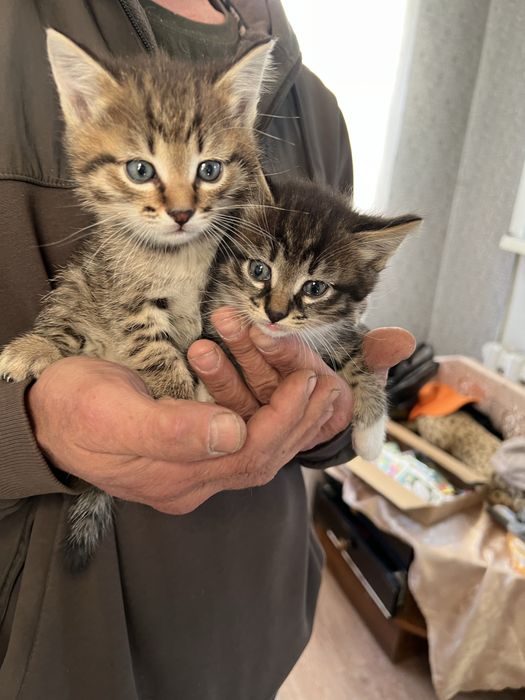 Котята в добрые руки !