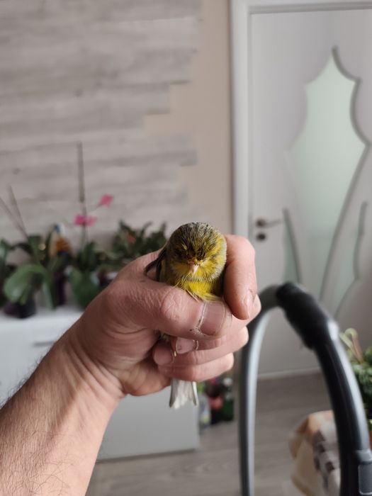 Женски Глостер Консорт- пеещ.Готова е за размножаване.