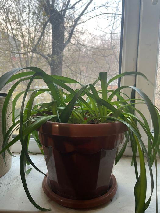 Продам домашний цветок