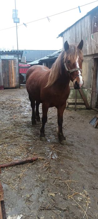 Vând iapa gestantă