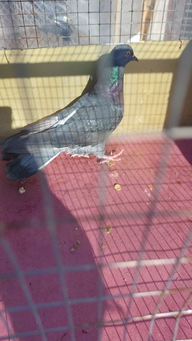 Голуби широкохвостые