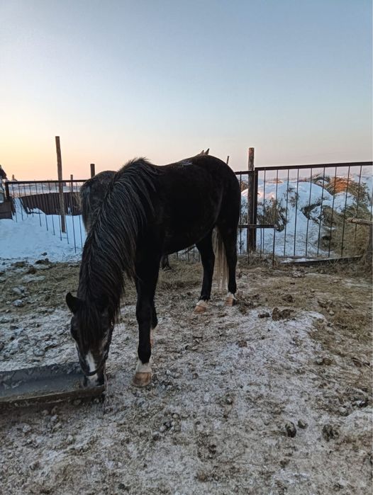 Продам кобылу жеребую