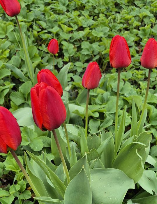 Продам тюльпаны садовые