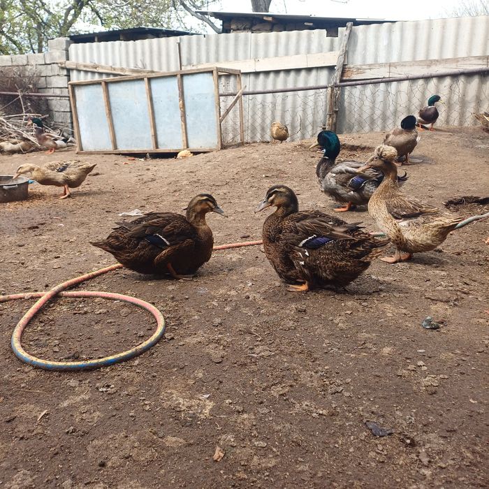 Утка Утки Руанский