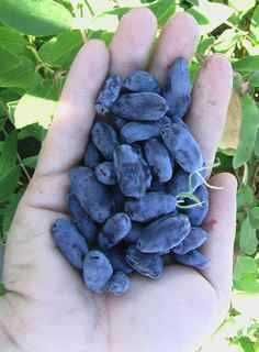 Лоницера Камчатика - Майска Боровинка