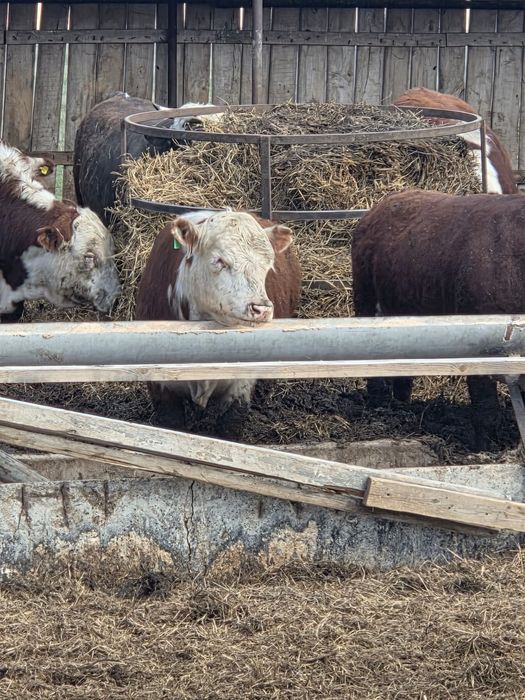 Продаётся скот отборный