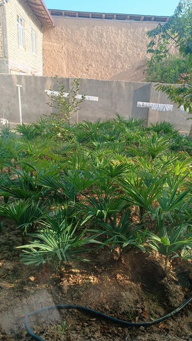 Palma qishki yozurasila