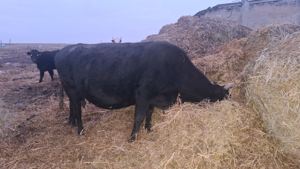 Продам корову 450к