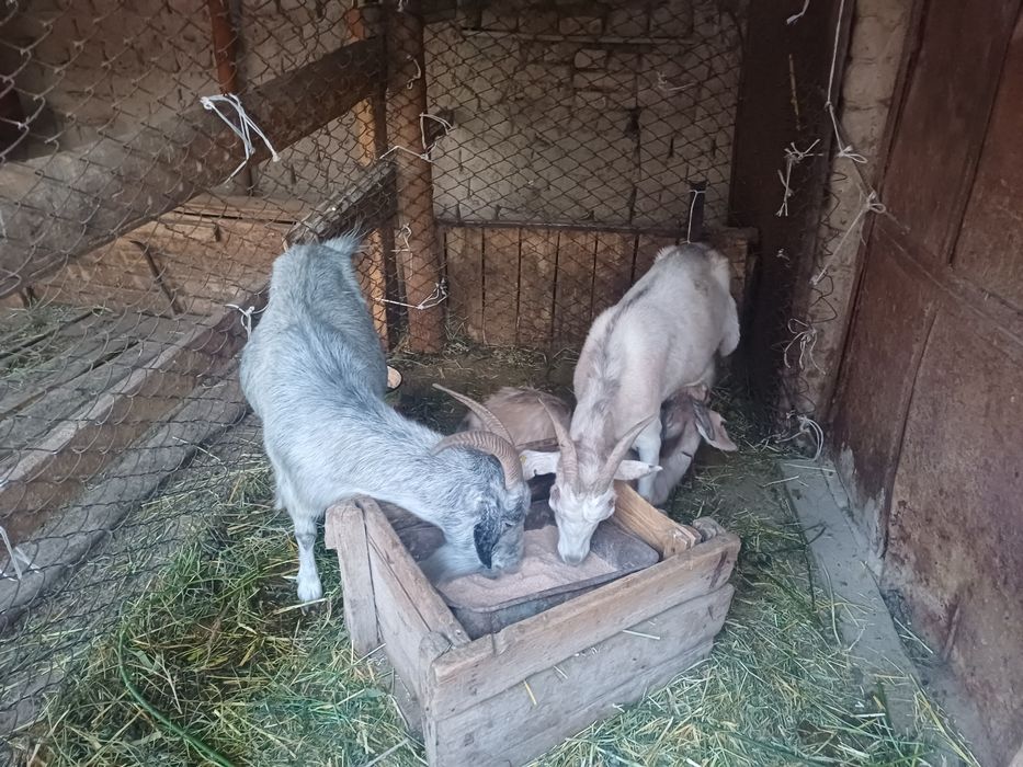 З бас ешкі сатылады