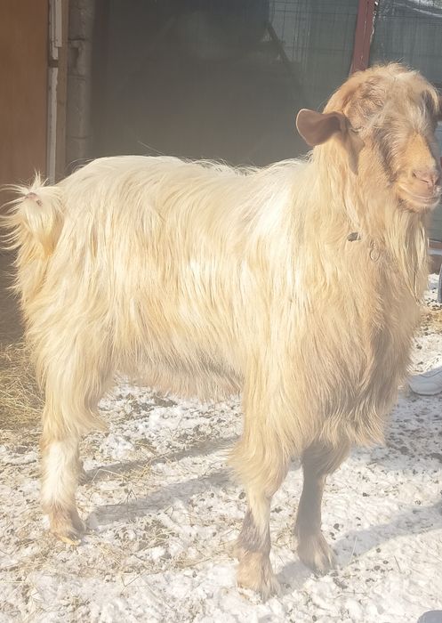 Țap mare de vânzare