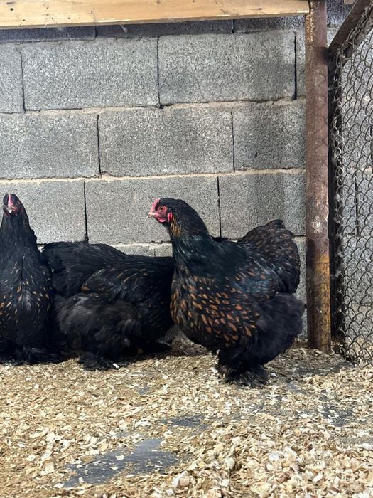 Кохинхин кохинхин