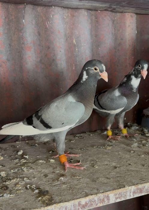 Турецкая адана продам !