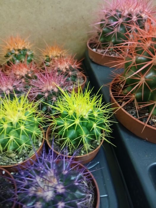 Кактусы микс разные от 2000тг