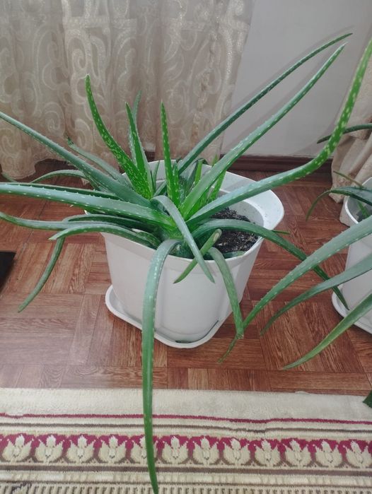 Продам алоэ Вера