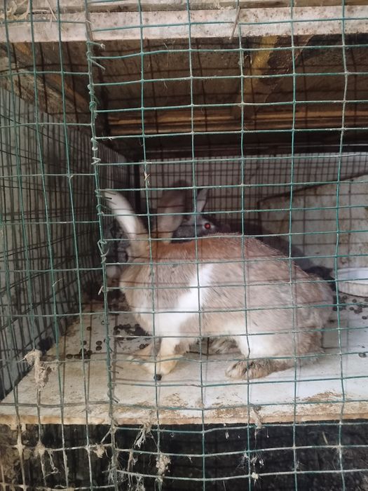 Quyon 2 para mahalliy quyonlar