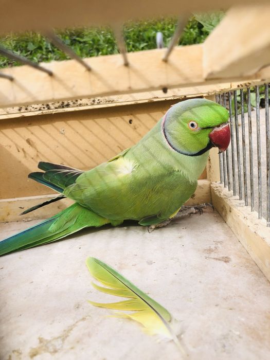 Papagali micul alexandru masculi alexander
