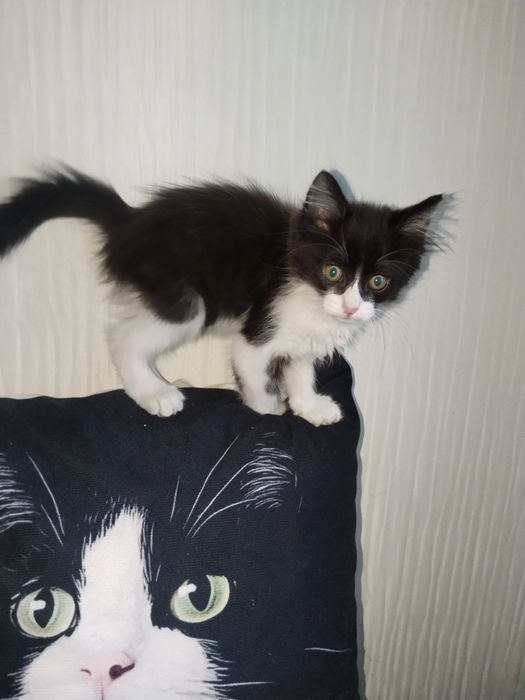 Пушистый чебурашка