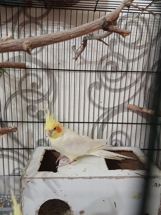 Продам кареллу мальчик 10000