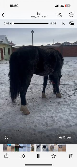 Продам жеребец 5 лет, спокойный, обучен,