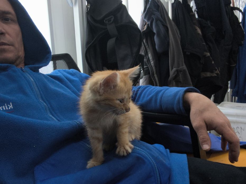 Отдам даром котенка